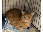 Adopt Simmons a Domestic Short Hair