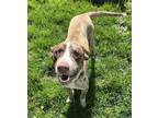 Adopt Bruce a Catahoula Leopard Dog, Labrador Retriever