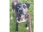 Adopt Triton a Catahoula Leopard Dog, Labrador Retriever