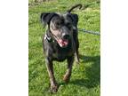 Adopt Scout a Labrador Retriever, Mixed Breed