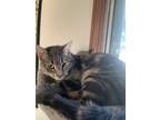 Adopt Juda a Domestic Short Hair