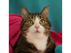 Adopt Pita: Visit me at Elkhart PawMart! a Domestic Short Hair