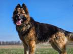 Adopt Henderson a German Shepherd Dog