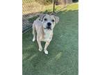 Adopt Munson a Pit Bull Terrier, Mixed Breed