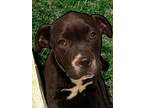 Adopt Gozer a Pit Bull Terrier