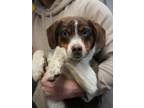 Adopt Walnut a Labrador Retriever, Mixed Breed