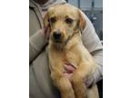 Adopt Oak a Labrador Retriever, Mixed Breed