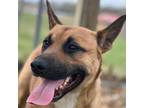 Adopt Rex a Black Mouth Cur, Shepherd