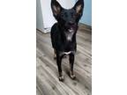 Adopt Abel a German Shepherd Dog