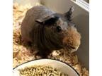 Adopt Appt. Pending - Ross a Guinea Pig