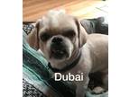 Adopt Dubai a Shih Tzu