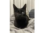 Adopt Justice (blind) a Domestic Short Hair