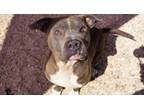 Adopt Julian a Pit Bull Terrier, Mixed Breed