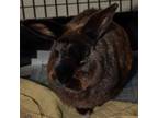 Adopt ARTHUR a English Lop