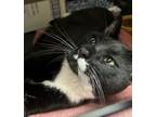 Adopt wally a Domestic Short Hair