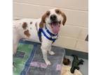 Adopt LOUIE a Foxhound, Mixed Breed