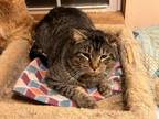 Adopt Bud a Tabby