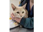 Adopt CHUCKIE a Domestic Short Hair