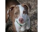 Adopt Timon a Mixed Breed