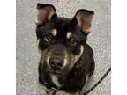 Adopt Coco a Mixed Breed