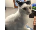 Adopt Catapult a Domestic Short Hair