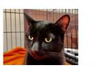 Adopt Colton a Domestic Short Hair