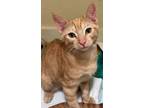 Adopt Comet a Domestic Short Hair