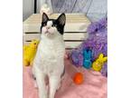 Adopt Nugget a Domestic Short Hair