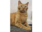 Adopt Pumpkin a Domestic Short Hair