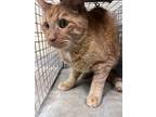 Adopt Gregory 29908 a Domestic Short Hair