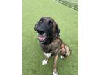 Adopt Axel a German Shepherd Dog, Mixed Breed