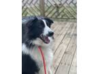 Adopt Chester a Border Collie, Mixed Breed