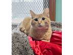 Adopt Butterfinger a Tabby