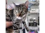 Adopt Badger a Domestic Short Hair