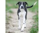 Adopt DENVER a Pit Bull Terrier, Pointer