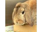 Adopt WILLIE a Holland Lop