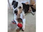 Adopt OMAHA a Pit Bull Terrier, Mixed Breed