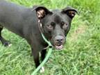 Adopt NIGHTMAN a Pit Bull Terrier, Mixed Breed