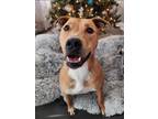 Adopt Truman a American Staffordshire Terrier