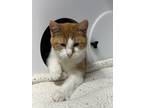 Adopt Zorro a Domestic Short Hair