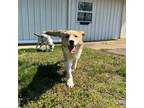 Adopt Todd a Great Pyrenees, Husky