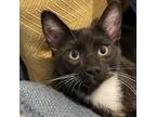 Adopt Sleepy a Domestic Short Hair