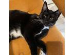 Adopt Bashful a Domestic Short Hair