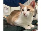 Adopt Raikou a Domestic Short Hair