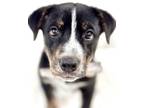 Adopt Jack a Australian Cattle Dog / Blue Heeler, Terrier