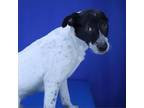 Adopt Asher- 032210S a Pointer