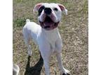 Adopt Ghost-030601S a Boxer