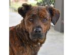 Adopt Brock a Mixed Breed