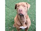 Adopt Little Man a Chocolate Labrador Retriever, Pit Bull Terrier