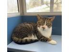 Adopt Merle a Domestic Short Hair